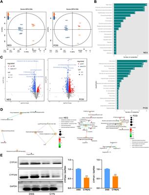 The pharmacological evidence of the chang-yan-ning formula in the treatment of colitis
